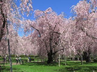 盛岡・米内浄水場の枝垂れ桜