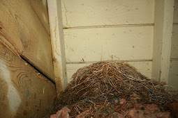 Squirrel Nest in Attic Nest of Baby Squirrels