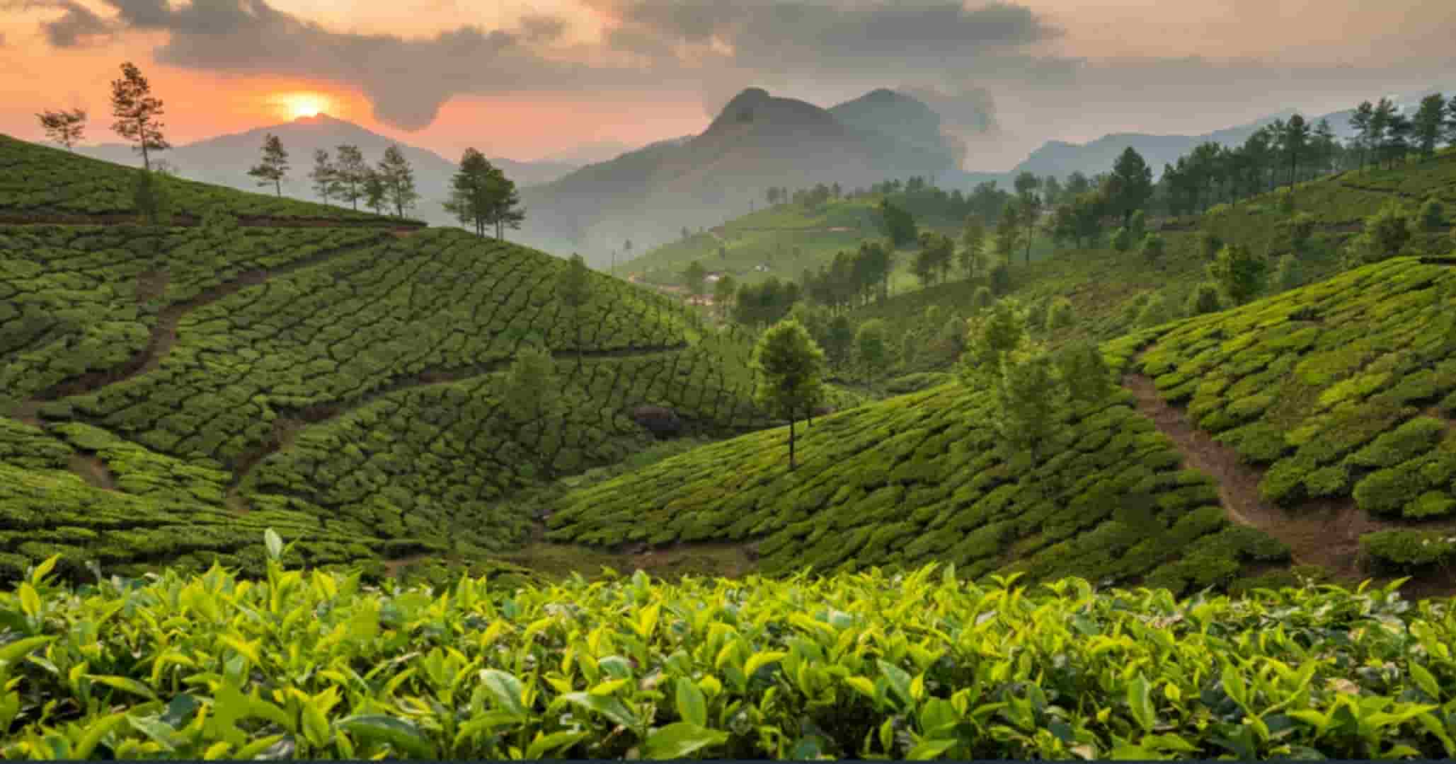 What is the Indian Legend Regarding the Discovery of Tea