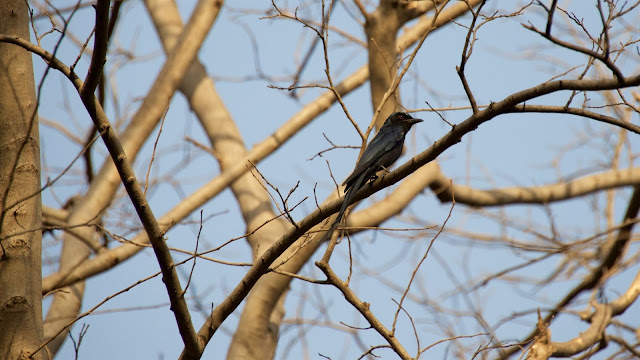 Black Drongo (कोतवाल, भुजंग) - Dicrurus macrocercus