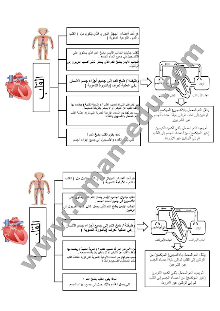 ملخص وشرح درس القلب - جسم الإنسان الصف السادس 