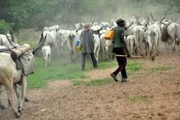 The Northern Elders Forum (NEF) has asked all Fulani herdsmen residing in the Southern part of the country to vacate immediately