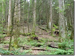 Moss everywhere
