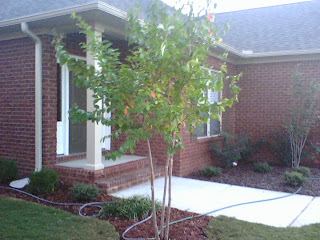 Crepe myrtle by the front porch