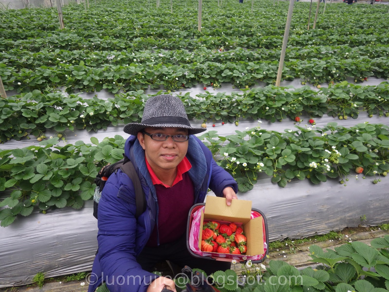Taipei strawberry picking