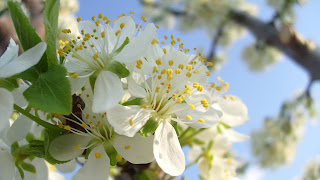 Bloom Flower Wallpaper