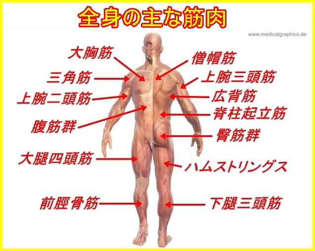 腕相撲で使う筋肉 必要な部位 アームレスリングのための鍛え方 アームレスリング器具 パワーリフティング用品マジョレンコ製作所日本正規輸入代理店