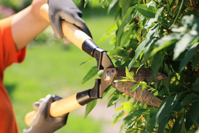 trimming trees