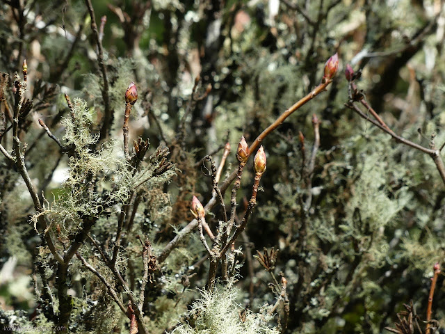 leaf buds and lichen