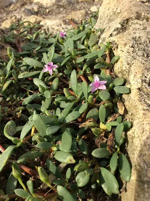 Familia Aizoaceae - Sesuvium portulacastrum