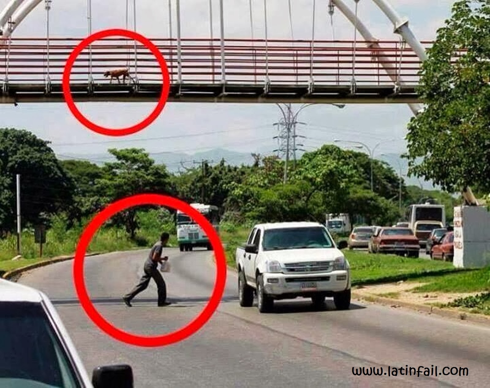 Uso de puentes ¿Quien es mas listo? Precauciones al cruzar la pista