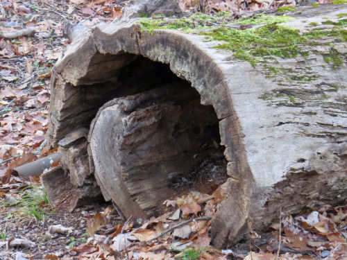 spiral log