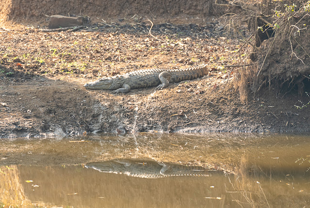 birds birding nature wildlife conservation kali adventure camp dandeli kali tiger reserve timber depot western ghats travel safari