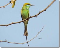 023 Green Bee Eater ( Patrango )