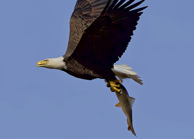 Mother Eagle's Mating Rituals and Selection Process