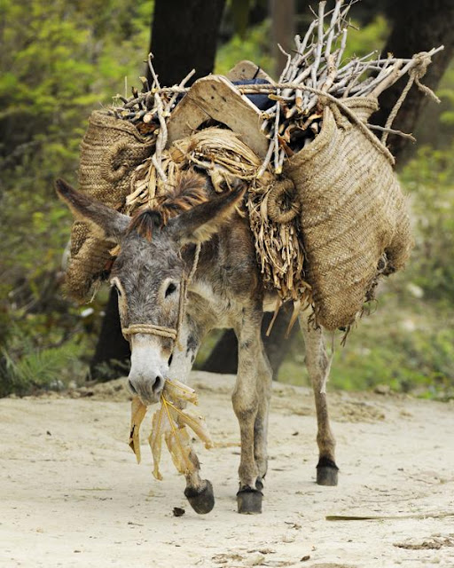 Foolish Ass Carries So Much Burden on the Back