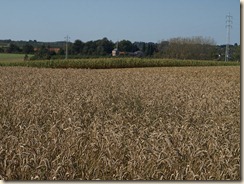 P9092906