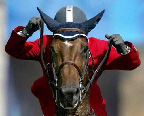 horse race funny photo