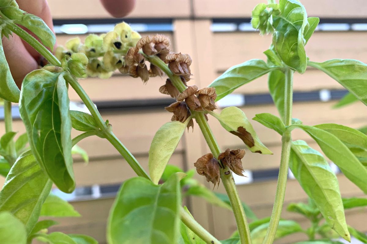 バジルの花穂が茶色く変色