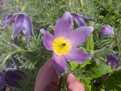 mauve flower