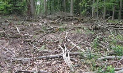 7 - Wald