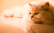 Persian Cat. Posted 1st May 2011 by fahim iqbal. Labels: Animals (cat )