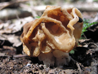 Piestrzenica olbrzymia Gyromitra gigas