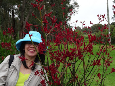 Red Kangaroo Paw (Anigozanthos rufus)