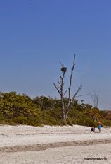 Osprey Nest