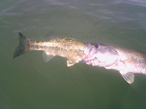 largemouth bass record. Also reffered to as black ass