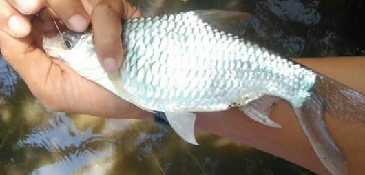 GAMBAR UMPAN IKAN TAWES YANG PALING JITU