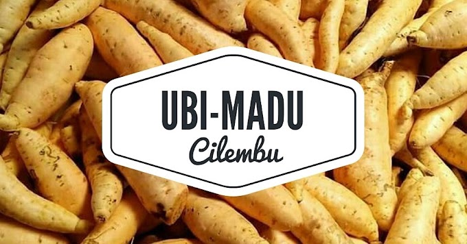 CIRI SPESIFIK UBI CILEMBU