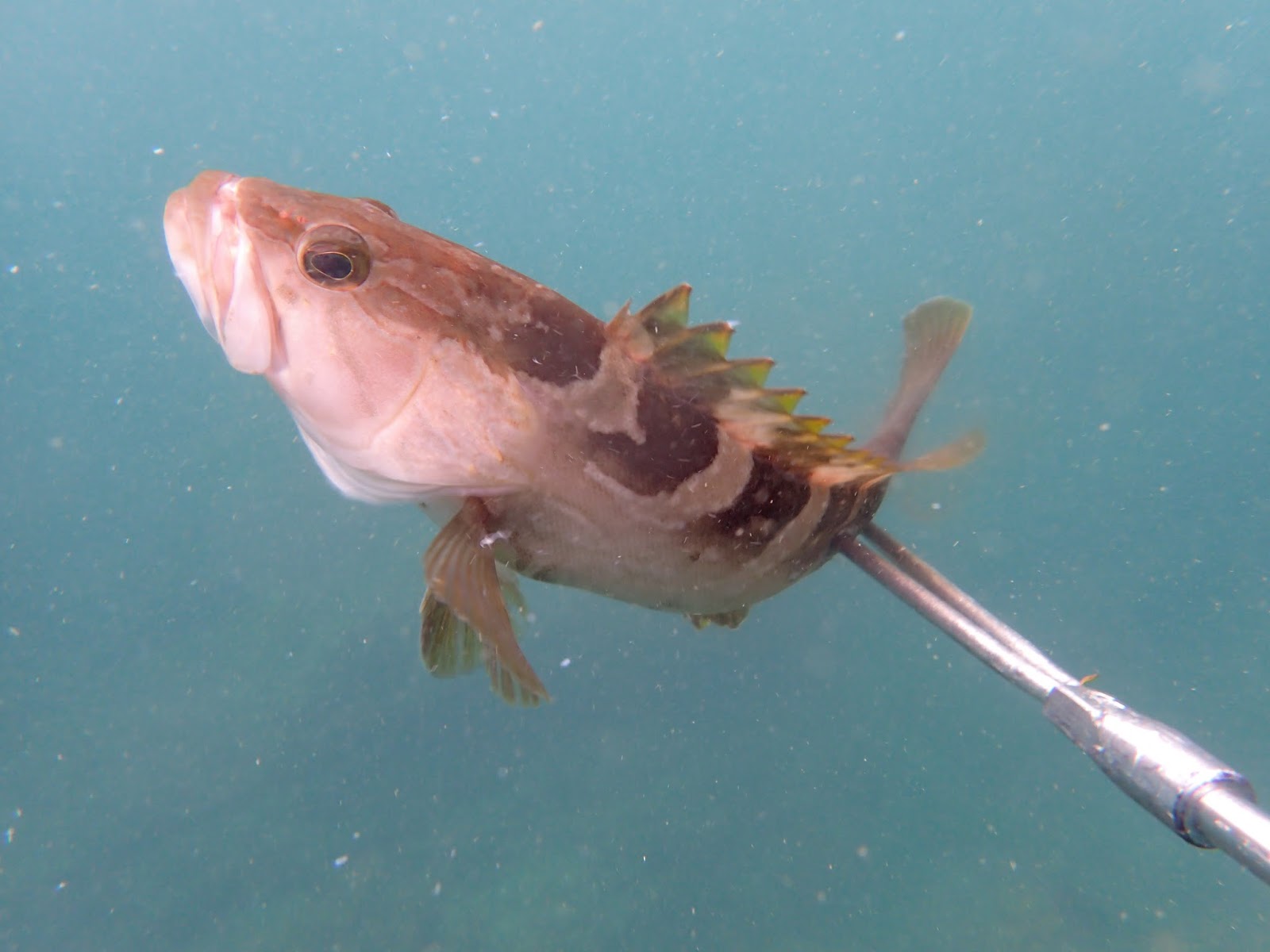 俺達の田舎暮らし カサゴの炙りの刺身