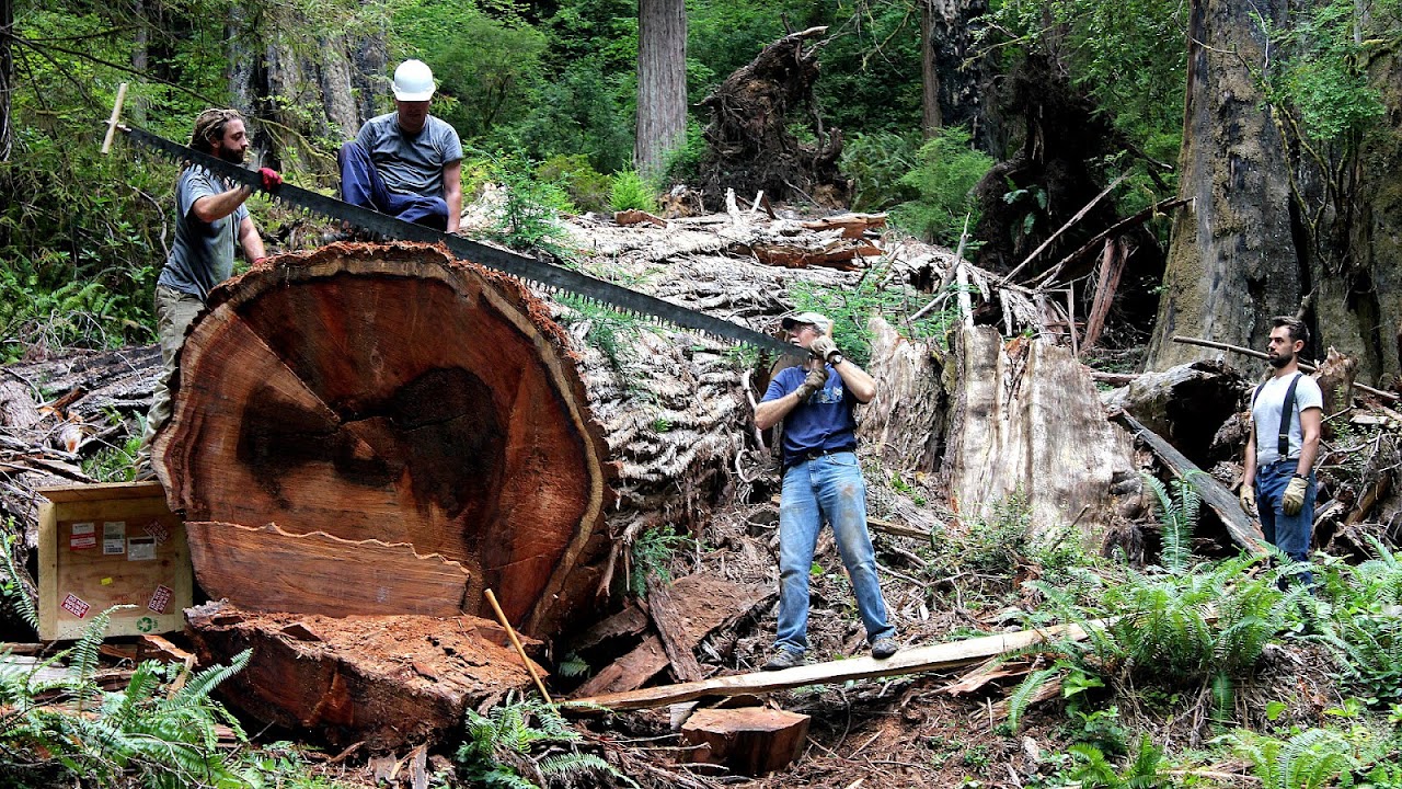 Sequoioideae - Redwood Tree Service