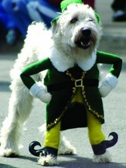 Dog Elf Costume1