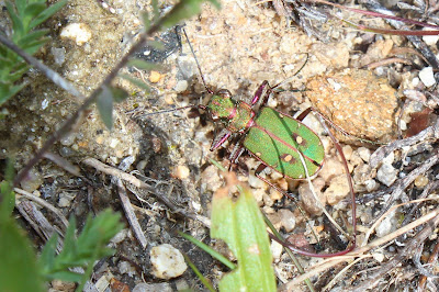 Groene Zandloopkever - Griene Sântuorre - Cicindela campestris