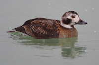 Long-tailed duck, female – Cobourg, ON – Feb. 2007 – no author