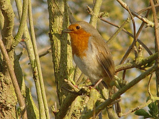 Robin