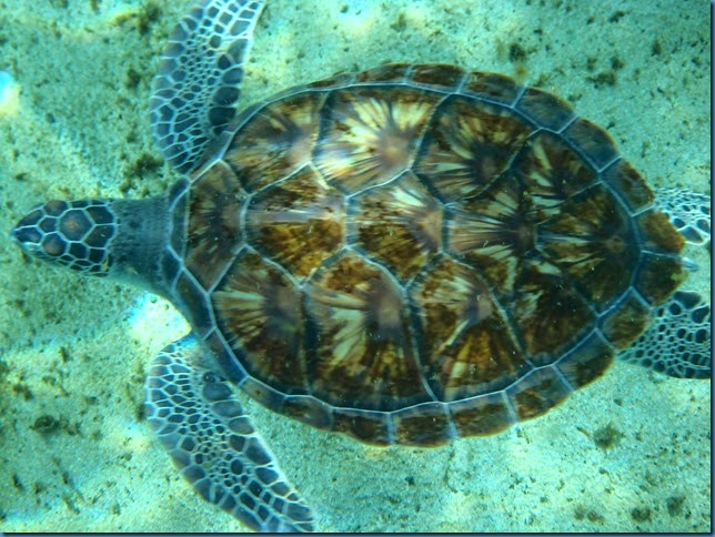 PB110026