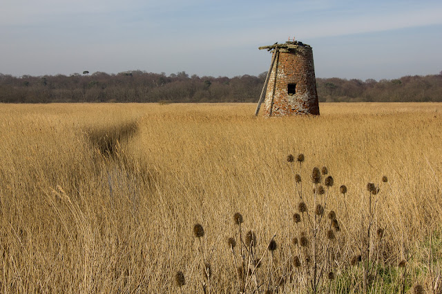 Wind pump and reed bed marshes Suffolk