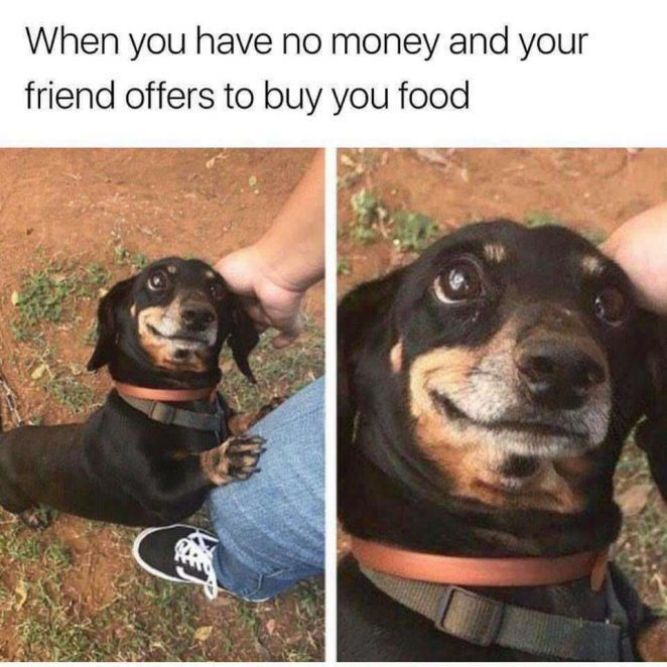 When you have no money and your friend offers to buy you food! - Funny Dog Memes, pictures, photos, images, pics, captions, jokes, quotes, wishes, quotes, SMS, status, messages, wallpapers.