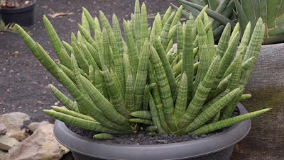 Sansevieria Cylindrica (Skyline)