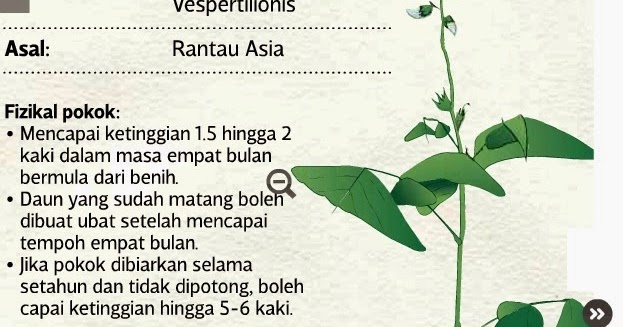 Ubat Gastrik Dan Cirit Birit - Kuyang e