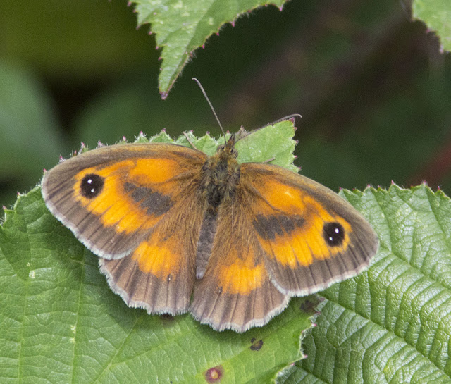 Gatekeeper butterfly, Pyronia tithonus.  Butterfly walk in Jubilee Country Park, Sunday 17th July 2011.