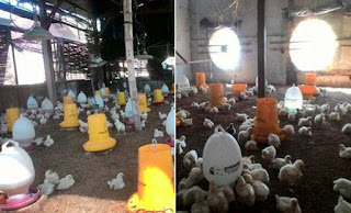 KELEBIHAN DAN KEKURANGAN KANDANG OPEN DAN CLOSE AYAM BROILER