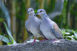 tortola-europea-streptopelia-turtur-pareja-