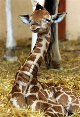 Baby Giraffe