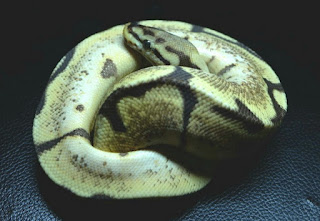 Ular Ball Python Male Vanilla Spider Poss Orange Dream MDS002