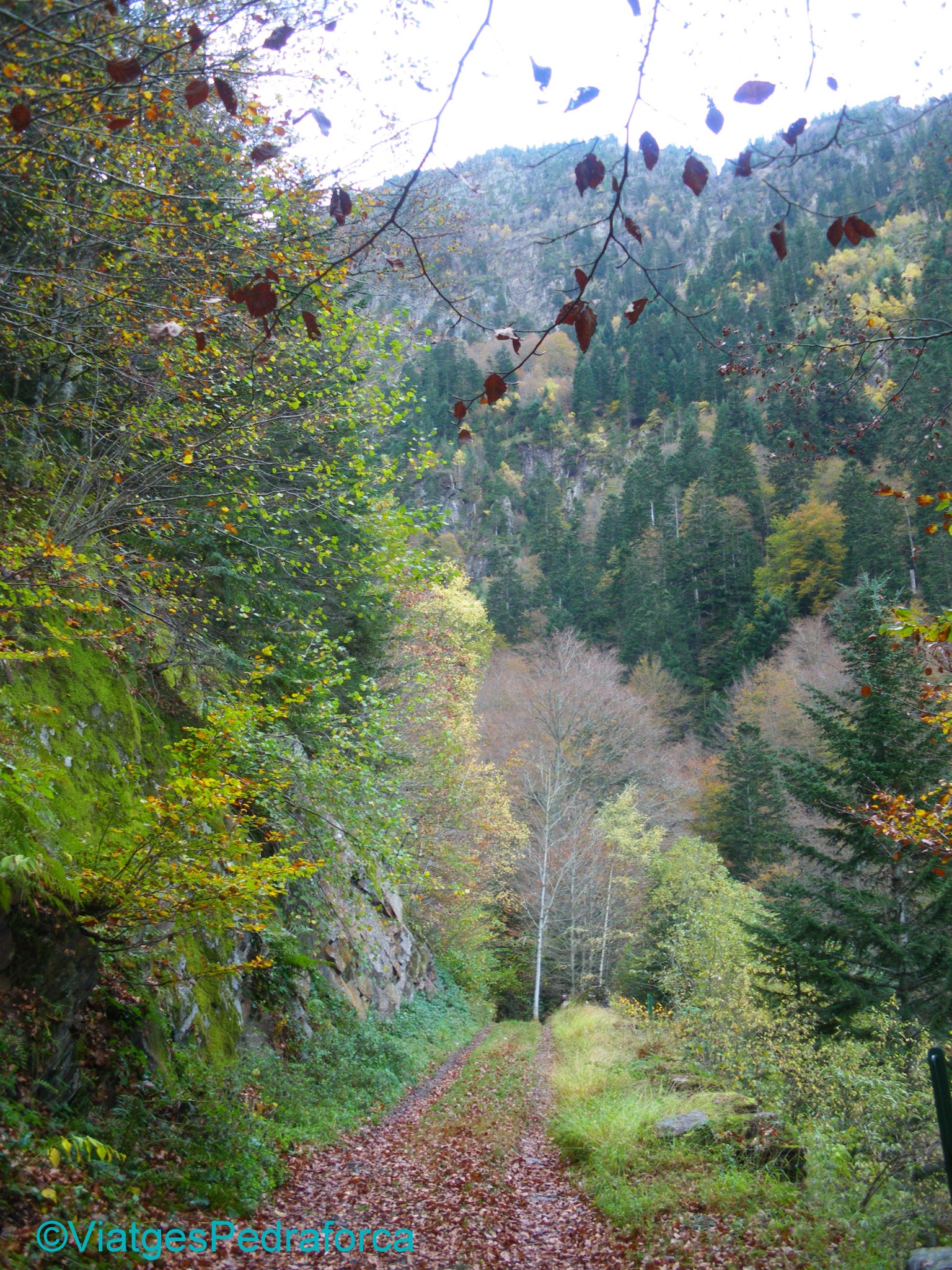 Val d'Aran, Pirineu de Lleida, fagedes, colors de tardor, senderisme per Catalunya