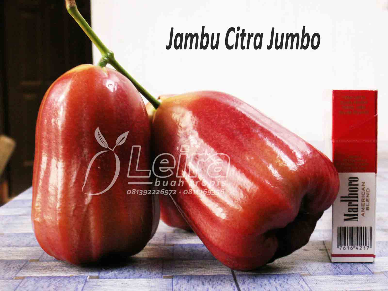 Jambu Citra Jumbo (artikel pertama) ~ Leira Buah Tropis